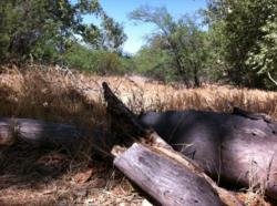 Fallen Logs by Scott Ryan Tischler